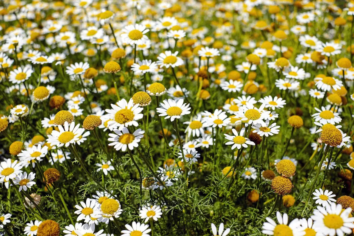 Incorporating Natural Beauty Rituals into Your Daily Routine